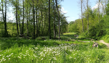 Sentiero in un paesaggio naturale in primavera