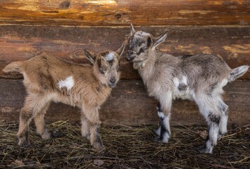 baby goat on a farm