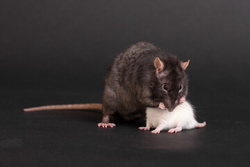 white and black domestic rats