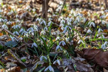 White snowdrop flower, close up. Galanthus blossoms illuminated by the sun in the green blurred background, early spring. Galanthus nivalis bulbous, perennial herbaceous plant in Amaryllidaceae family