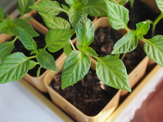 seedlings of pepper in pots on the windowsill