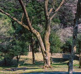 三月末　樹木公園の春を待つ風景