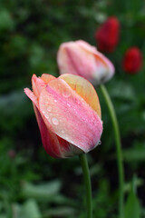 Tulip after the rain. Close-up