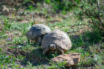 Male and Female Greek Tortoise (Testudo graeca) during mating season