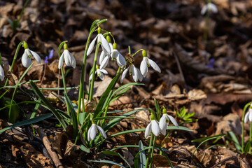 White snowdrop flower, close up. Galanthus blossoms illuminated by the sun in the green blurred background, early spring. Galanthus nivalis bulbous, perennial herbaceous plant in Amaryllidaceae family