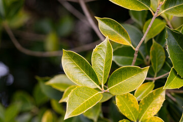 fresh green foliage of Osmanthus x fortunei shrub, texture or background of young green leaves