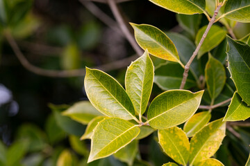 Fototapeta na wymiar fresh green foliage of Osmanthus x fortunei shrub, texture or background of young green leaves