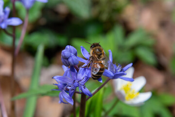 honey bee collects nectar and pollen from the blue slightly wilted flower Scilla bifolia, alpine...