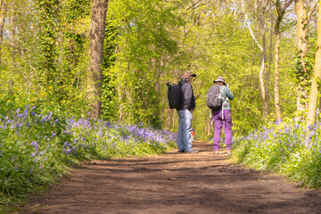 Fototapeta Ludzie podczas pieszej wędrówki po lesie. Wczesna wiosna, młode soczyście zielone liście na drzewach i piękne  fioletowe kwiaty dzwoneczki.  obraz