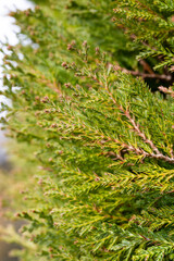 Closeup fresh green christmas leaves, branches of thuja trees on green background. Thuya twig occidentalis, evergreen coniferous tree.