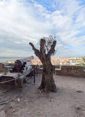 Old olive tree growing in the Sao Jorge Saint George Castle, Moorish castle on a hill overlooking the center of Lisbon,Portugal