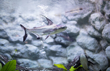 CHAO PHRAYA GIANT CATFISH