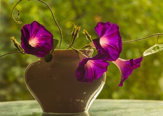 flower in a vase