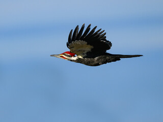 Female Pileated Woodpecker in Flight Against Blue Sky