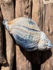 the gray shell of a water snail on a wooden background