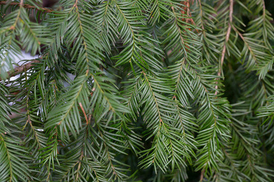 Spring Foliage and Flower Buds of the Coniferous Cow's Tail Pine or Japanese Plum Yew Cephalotaxus harringtonia
