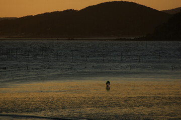 A person who picks up clams from afar on the tidal flat lit by the sunset