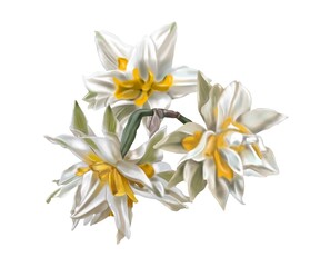 Fototapeta na wymiar Watercolor terry daffodils. Illustration of a white daffodil. white-yellow flower realistic