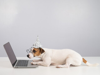 Jack Russell Terrier dog in a tinfoil hat and glasses works at a laptop. 