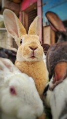 rabbit in the garden