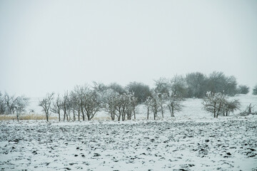 Winter landscape snow-covered dirt road near the oak grove on a cloudy day