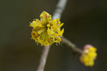 branches with flowers of European Cornel Cornus mas in early spring. Cornelian cherry, European cornel or Cornelian cherry dogwood Cornus mas flovering. Early spring flowers in natural habitat