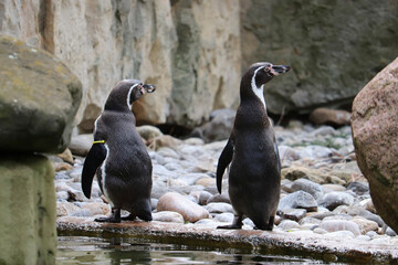 Two Humboldt penguins (Spheniscus humboldti)
