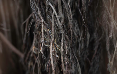 Group of fibrous root,Old and mess