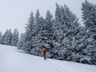 Lonely mountaineer dressed bright orange softshell jacket going up the snowy hill between spruces trees.  Active people concept image on Velky Krivan, SLovakian Tatry.