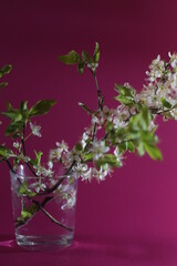 Blossoming cherry branch in a glass with water	