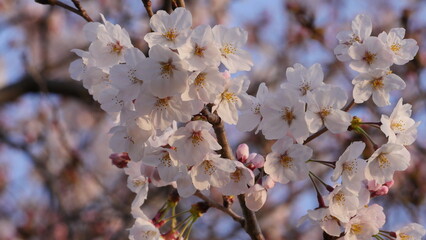 夕桜15