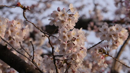夕桜16