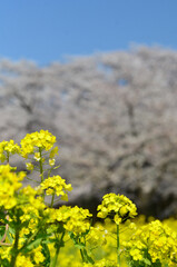 菜の花畑