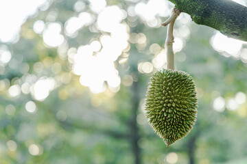 Durian is growing in the  orchard of Chanthaburi, Thailand . King of fruit