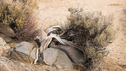 Twisted Cedar tree growing out of stone