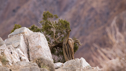 Twisted Cedar tree growing out of stone