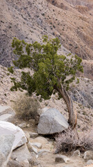 Twisted Cedar Tree in the desert landscape