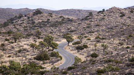 Road through Joshua Tree National Park