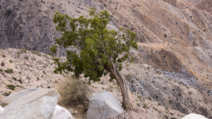 Twisted Cedar Tree in the desert landscape
