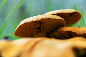 mushroom family growing in a European forest