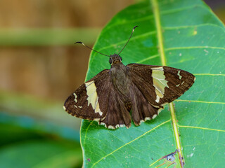 Celaenorrhinus leucocera butterfly on leaf near forest