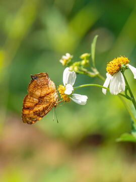 Butterfly from the Thailand (Symbrenthia lilaea formosanus) on daisy flower
