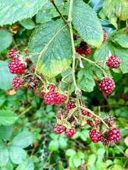 Blackberries or Rubus in close up.