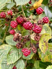 Blackberries or Rubus in close up.