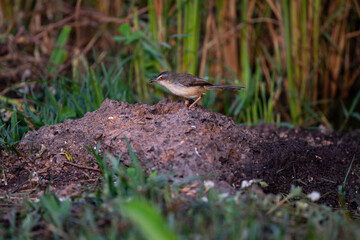Plain Prinia