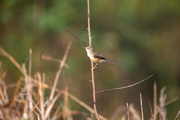 Plain Prinia