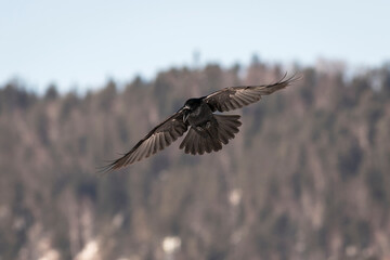 Raven is flying in a sunny day