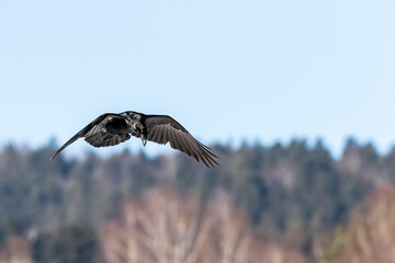 Raven is flying in a sunny day