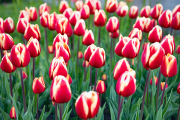 red tulip flower closeup with colorful natural background. tulip garden