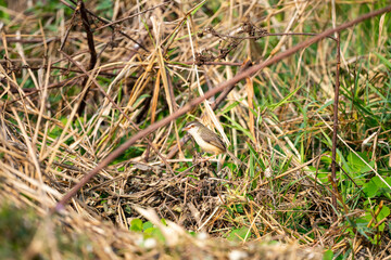 Plain Prinia